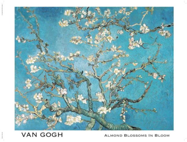 Almond Blossoms Poster